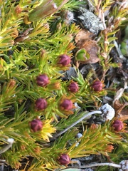 Harrimanella hypnoides