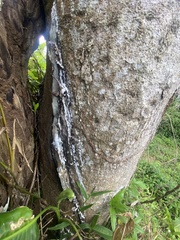 Dacryodes excelsa