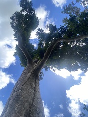 Dacryodes excelsa