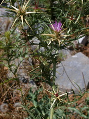 Centaurea calcitrapa calcitrapa