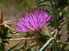 Centaurea calcitrapa calcitrapa