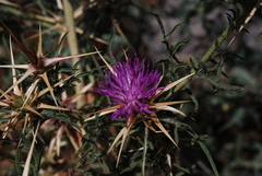 Centaurea calcitrapa calcitrapa