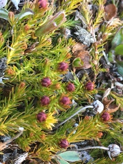 Harrimanella hypnoides