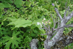 Maianthemum henryi