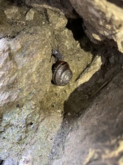 Helminthoglypta traskii