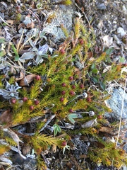 Harrimanella hypnoides