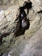 Helminthoglypta traskii