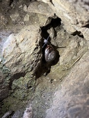 Helminthoglypta traskii