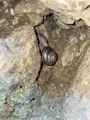 Helminthoglypta traskii