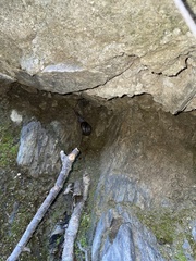 Helminthoglypta traskii