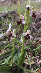 Ophrys scolopax