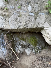 Helminthoglypta traskii