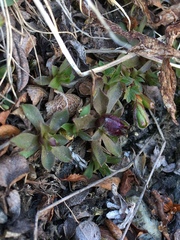 Erigeron uniflorus