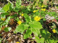 Ficaria verna