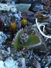 Salix herbacea