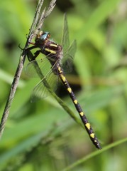 Cordulegaster bilineata