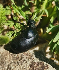 Meloe brevicollis