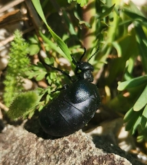 Meloe brevicollis