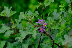 Solanum linnaeanum