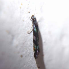 Nectopsyche splendida