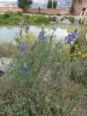 Lupinus altimontanus