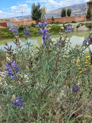 Lupinus altimontanus