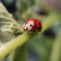 Harmonia axyridis