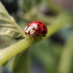Harmonia axyridis
