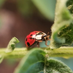 Harmonia axyridis