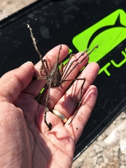 Stenorhynchus debilis