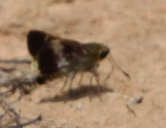 Platylesches moritili