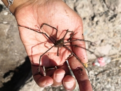 Stenorhynchus debilis