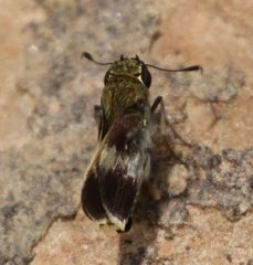 Platylesches moritili