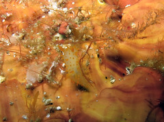 Crimora papillata