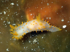 Crimora papillata