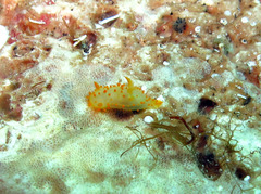 Crimora papillata