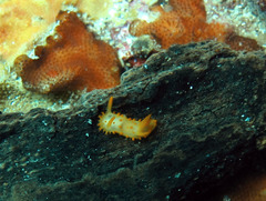 Crimora papillata