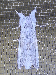 Endoxyla secta