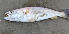 Cynoscion regalis