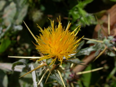 Centaurea idaea