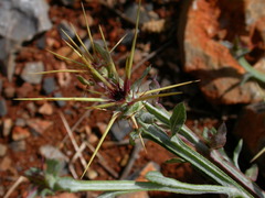 Centaurea idaea