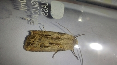 Agrotis spinifera