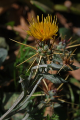 Centaurea idaea