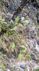 Rhamnus parvifolia