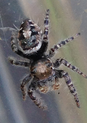 Phidippus comatus