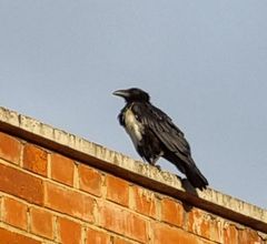 Corvus albus