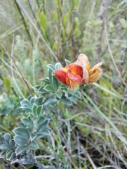 Chamaecytisus hirsutus