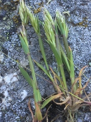 Anthoxanthum aristatum