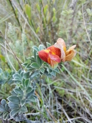 Chamaecytisus hirsutus