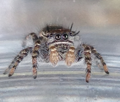 Phidippus comatus